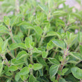 Origanum vulgare — Orégano
