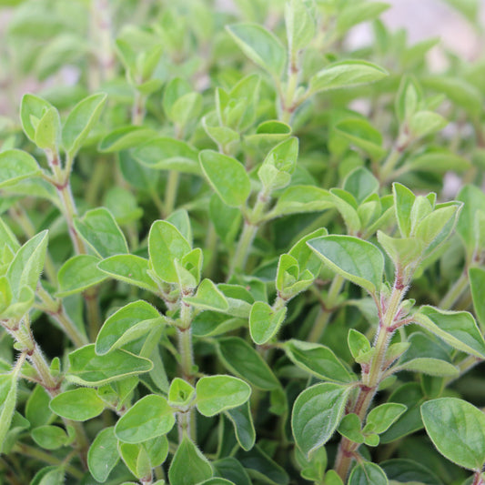 Origanum vulgare — Orégano