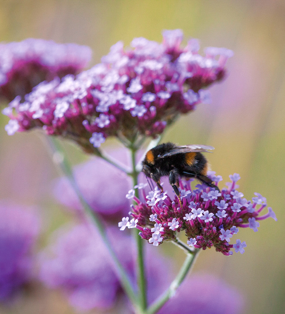 Verbena bonariensis — Verbena (introducida)