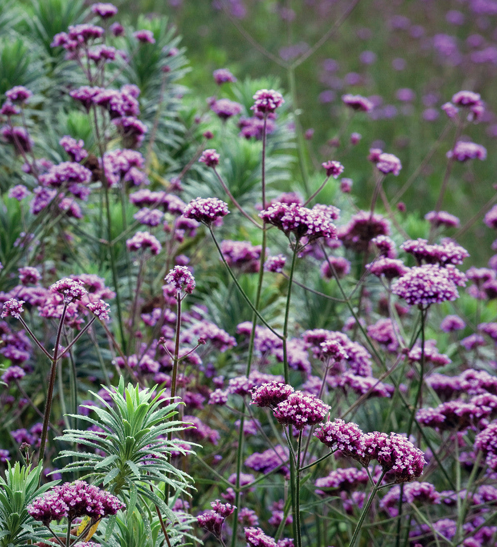 Verbena bonariensis — Verbena (introducida)