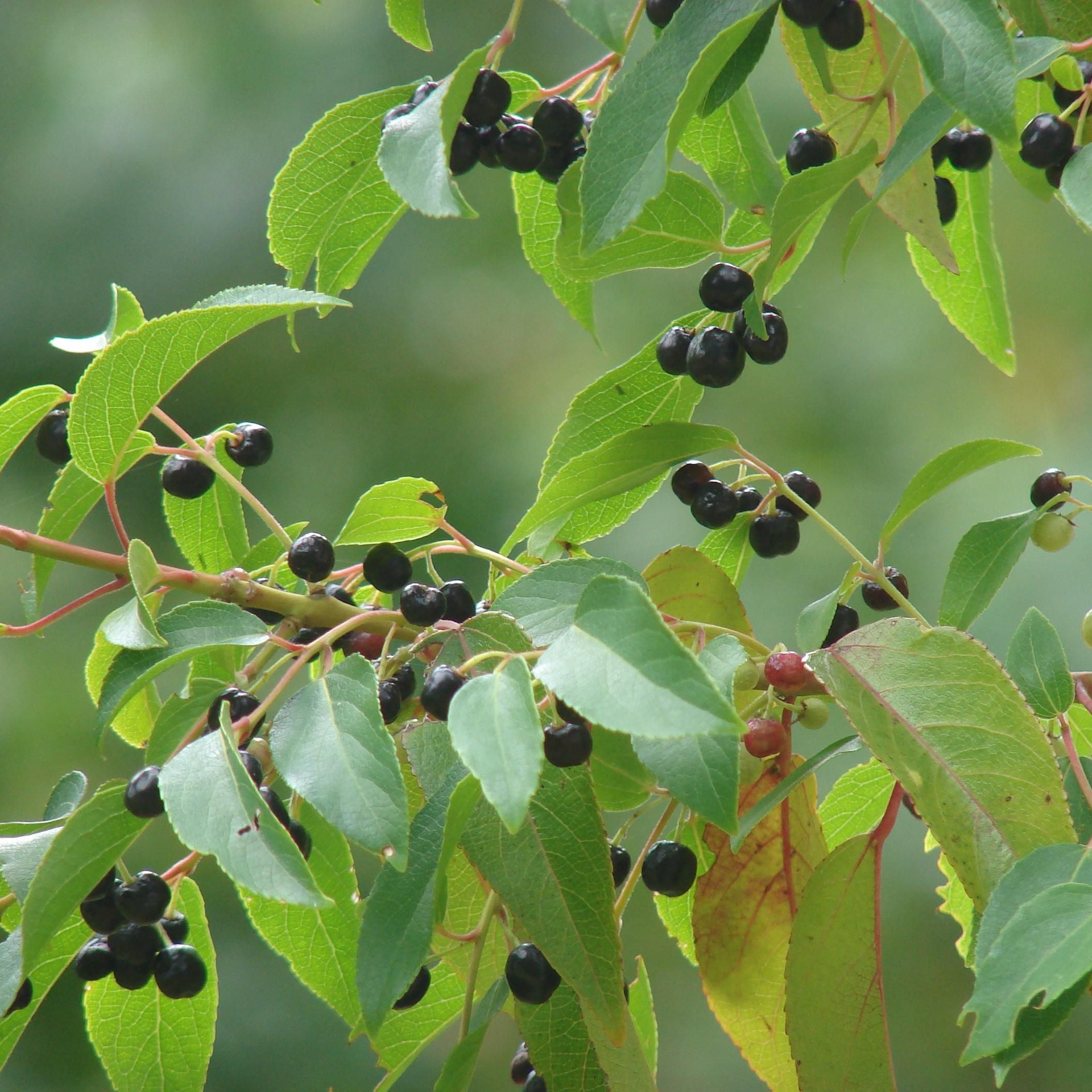 Aristotelia chilensis — Maqui