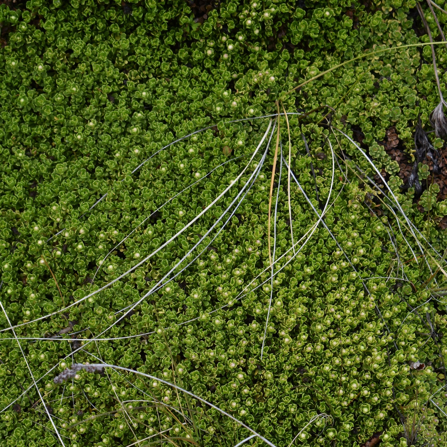 Baccharis magellanica — Vautro rastrero