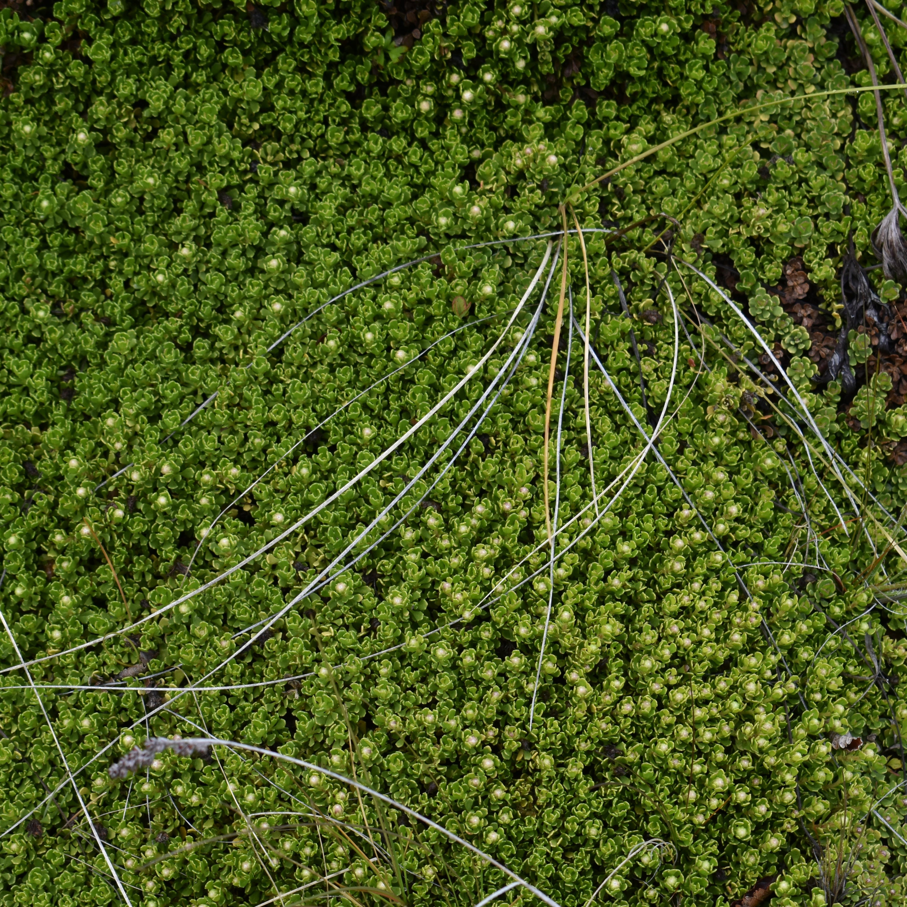 Baccharis magellanica — Vautro rastrero