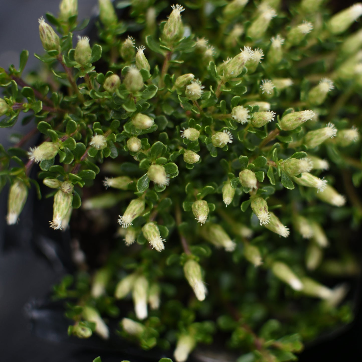 Baccharis magellanica — Vautro rastrero
