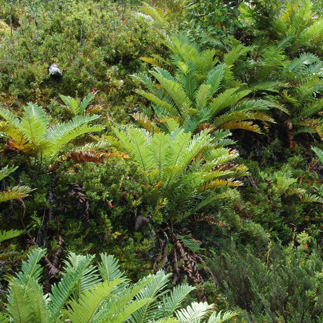 Blechnum magellanica — Katalapi