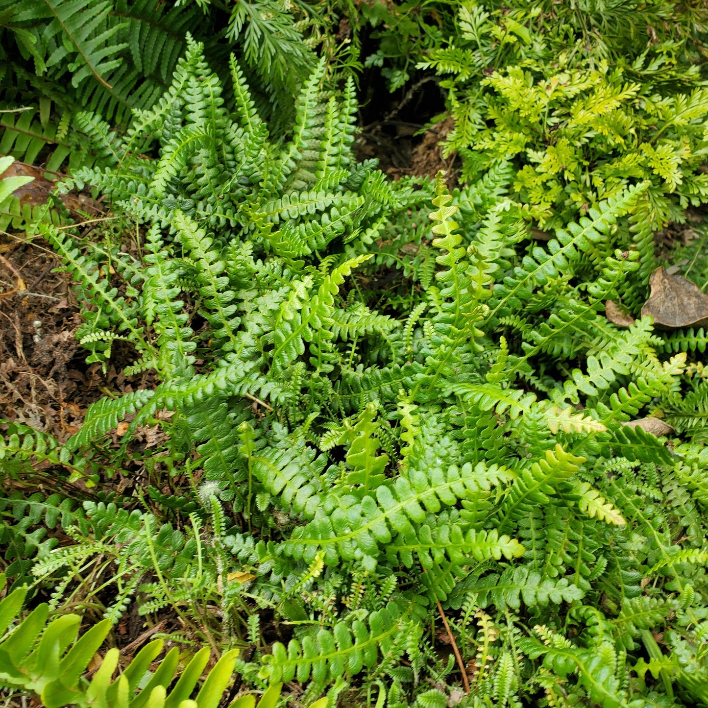Blechnum penna marina — Pinque