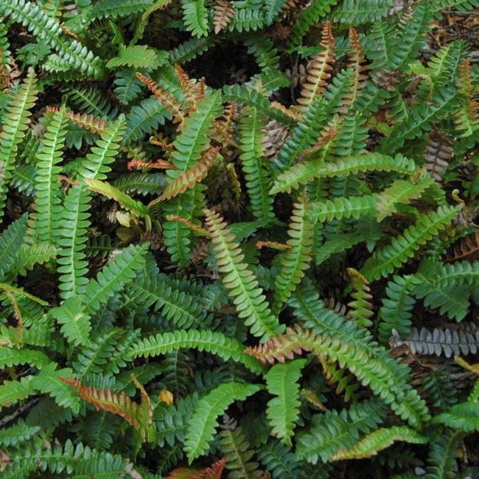 Blechnum penna marina — Pinque