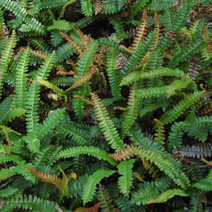 Blechnum penna marina — Pinque
