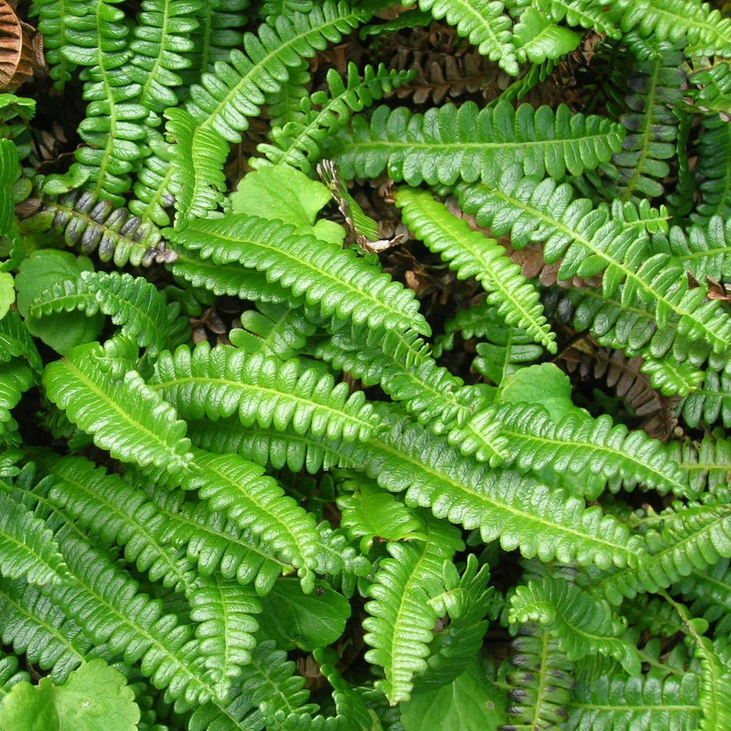 Blechnum penna marina — Pinque