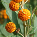 Buddleja globosa — Matico