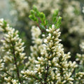 Baccharis patagonica — Vautro