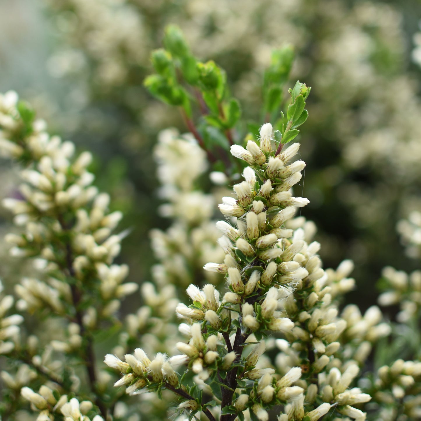 Baccharis patagonica — Vautro