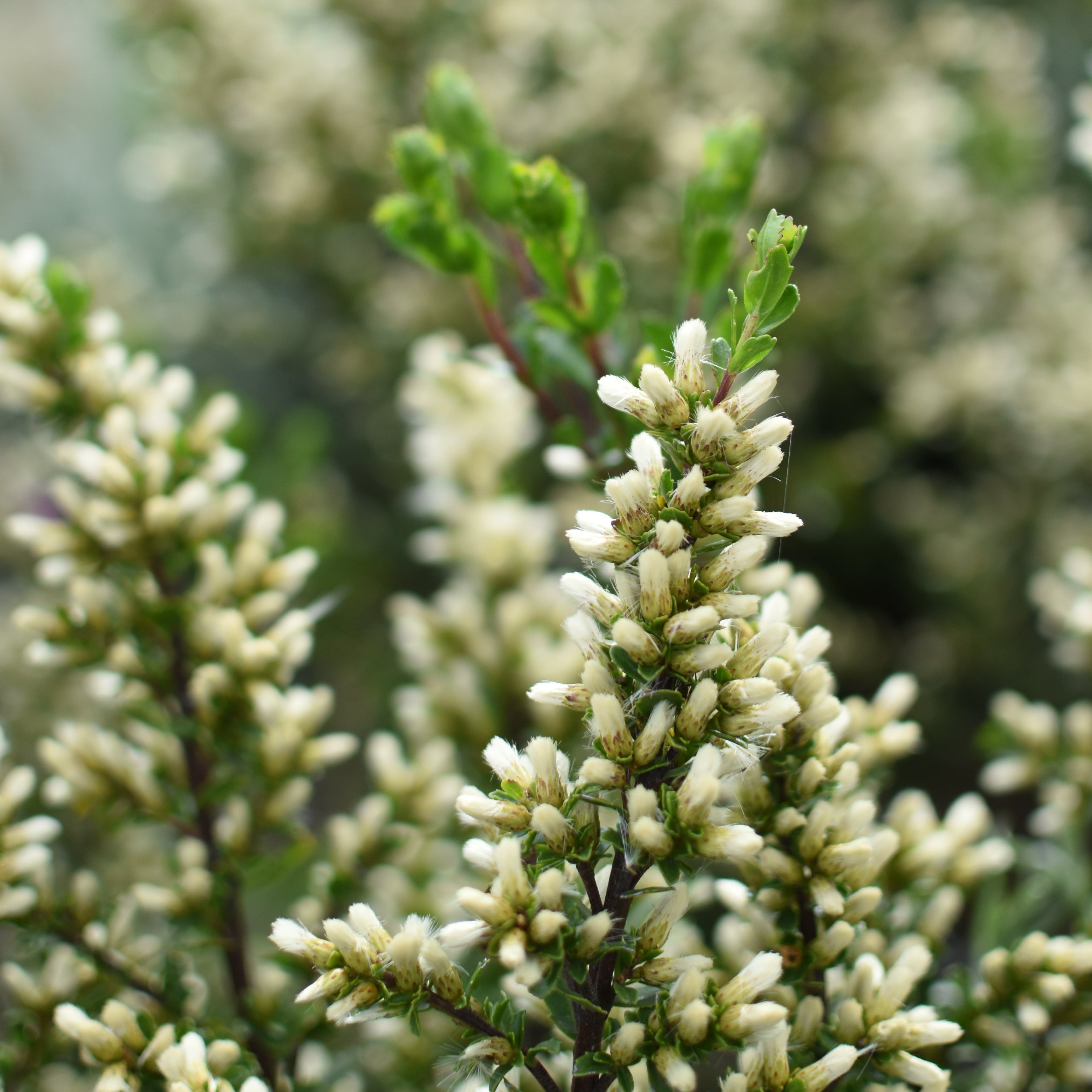 Baccharis patagonica — Vautro