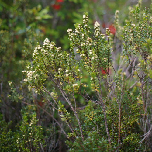 Baccharis patagonica — Vautro