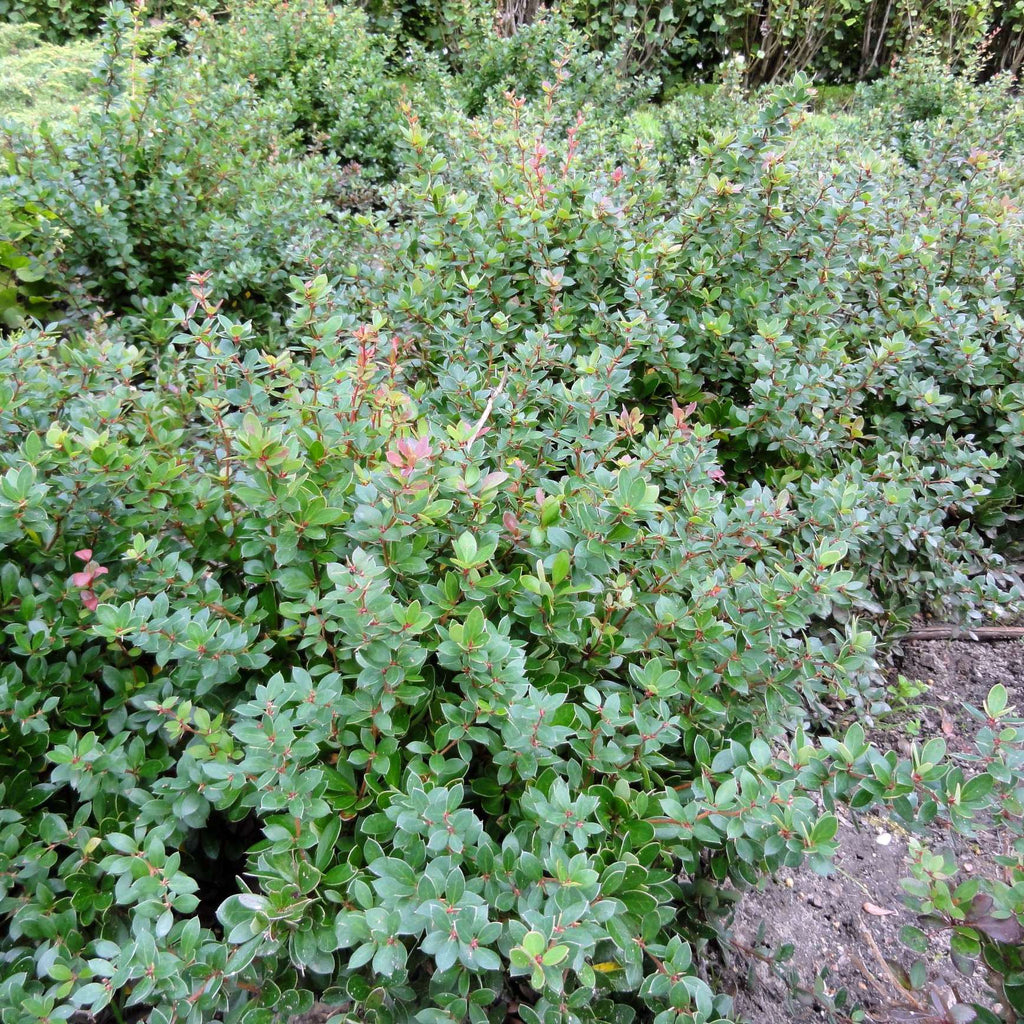 Berberis microphylla — Calafate