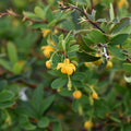 Berberis microphylla — Calafate