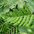 Blechnum chilense — Costilla de Vaca