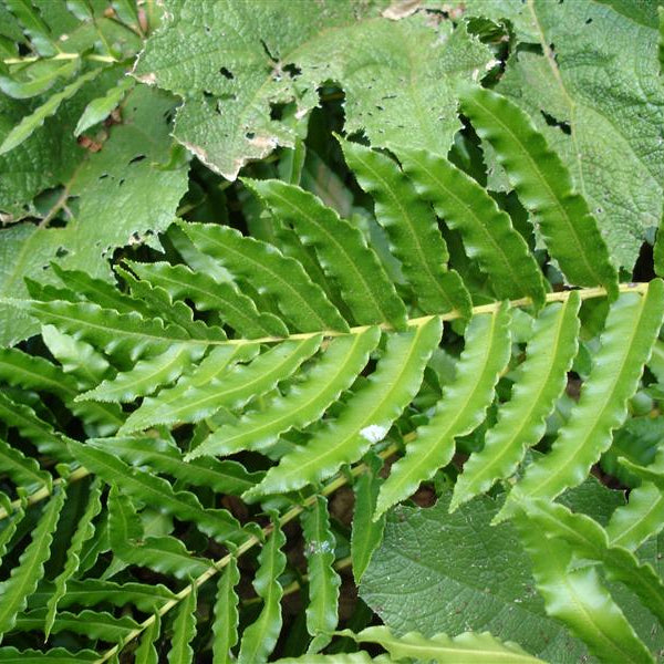 Blechnum chilense — Costilla de Vaca