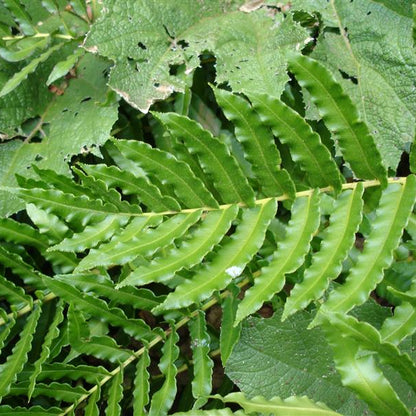 Blechnum chilense — Costilla de Vaca