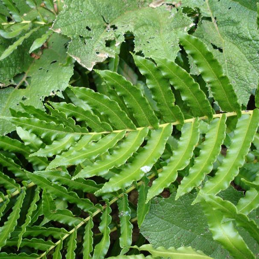 Blechnum chilense — Costilla de Vaca
