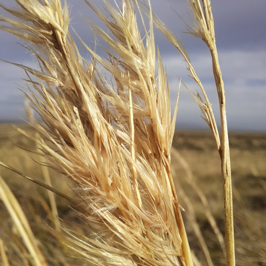 Cortaderia pilosa — Cola chica