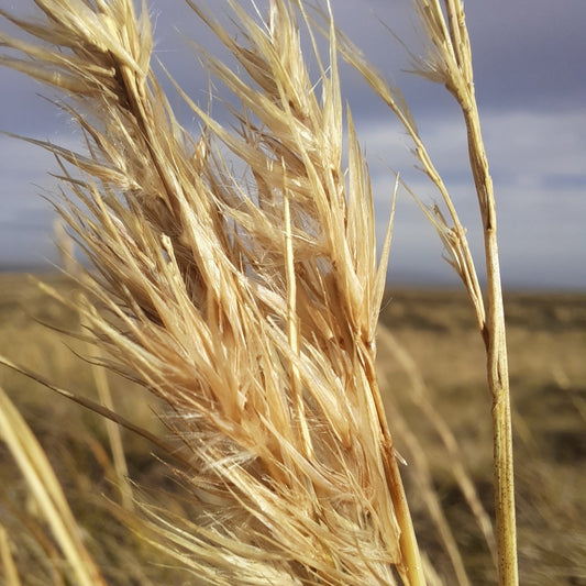 Cortaderia pilosa — Cola chica