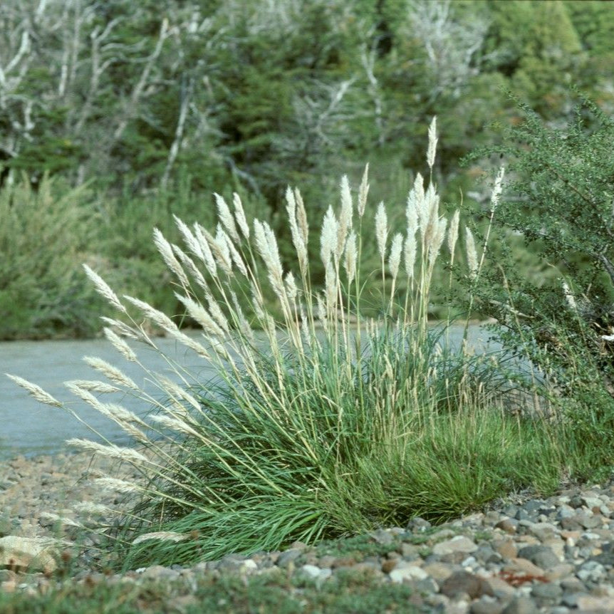 Cortaderia pilosa — Cola chica