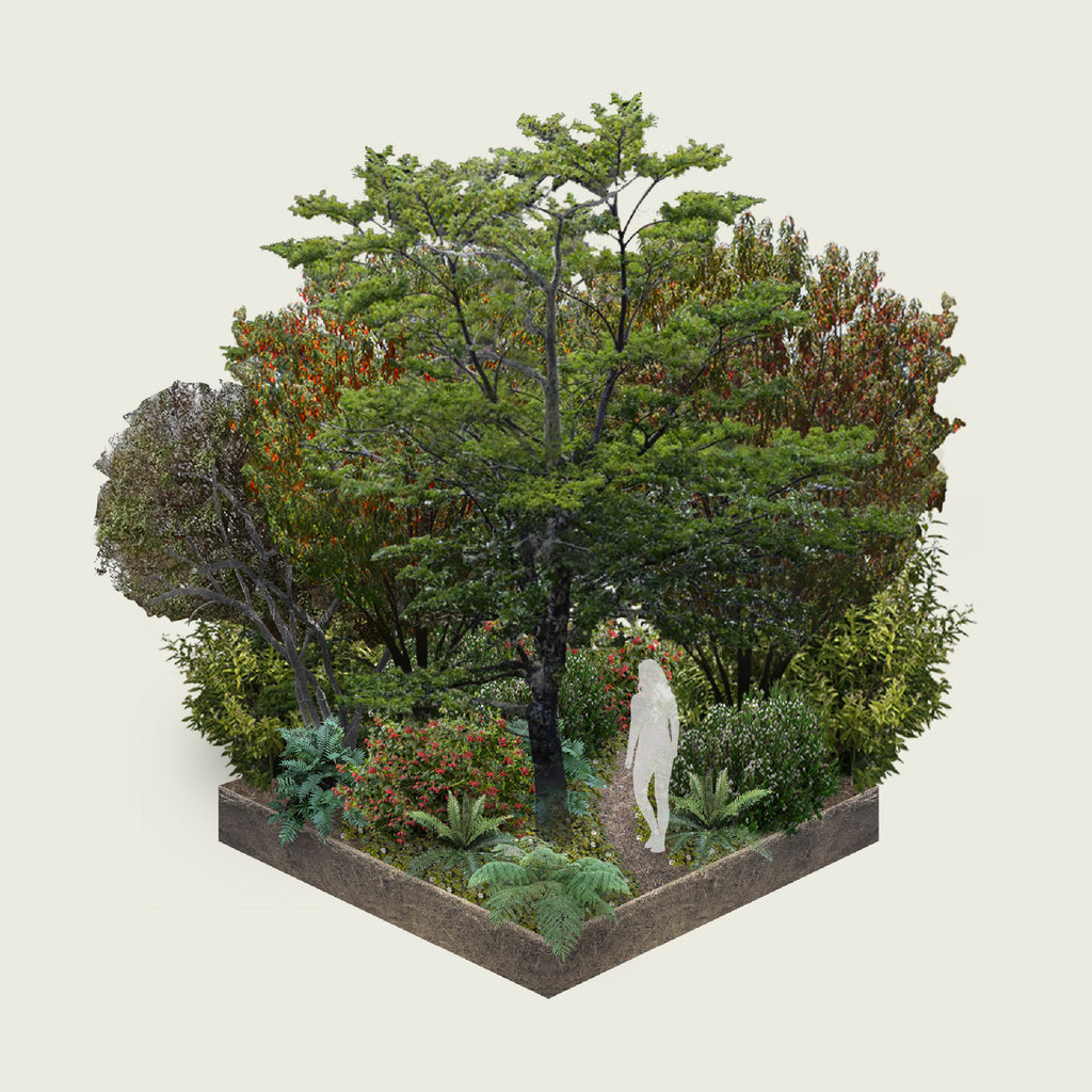 Pack Bosque Miyawaki Siempreverde