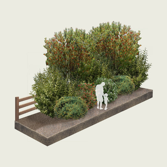 Pack Cerco Vivo Siempreverde