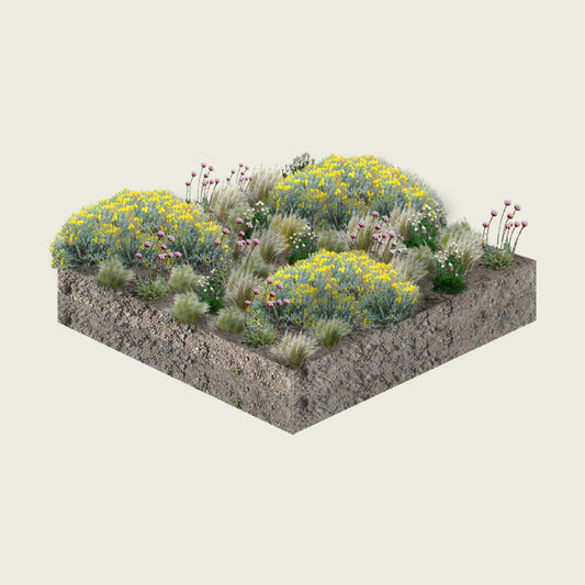 Pack Pradera de Estepa