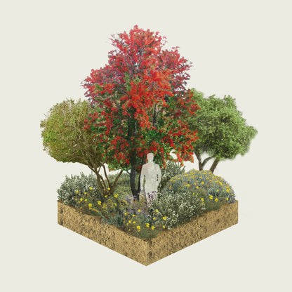 Pack Bosque Miyawaki Restauración Ecológica