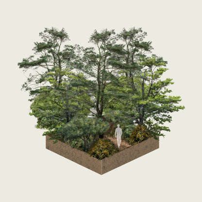 Pack Bosque Miyawaki Montañés