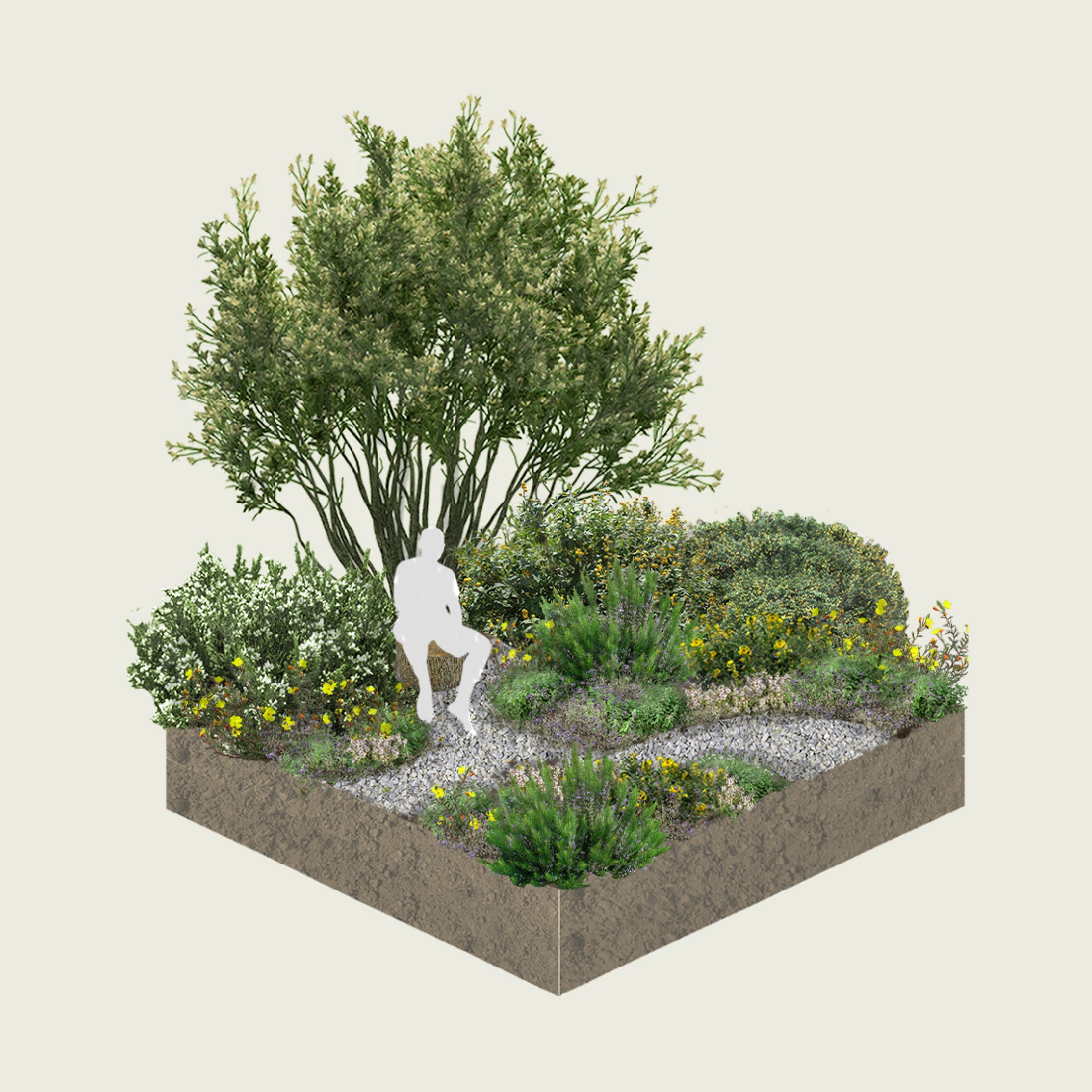 Pack Jardín Medicinal