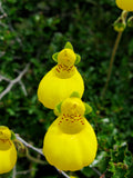 Calceolaria biflora — Capachito biflora