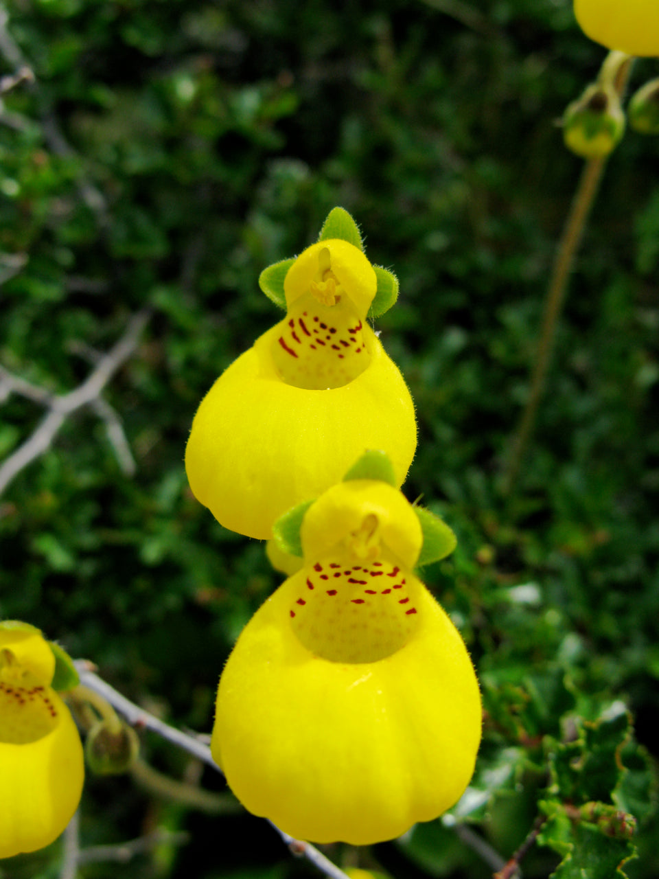 Calceolaria biflora — Capachito biflora
