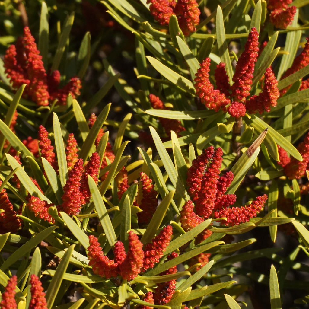 Colliguaja integerrima — Duraznillo