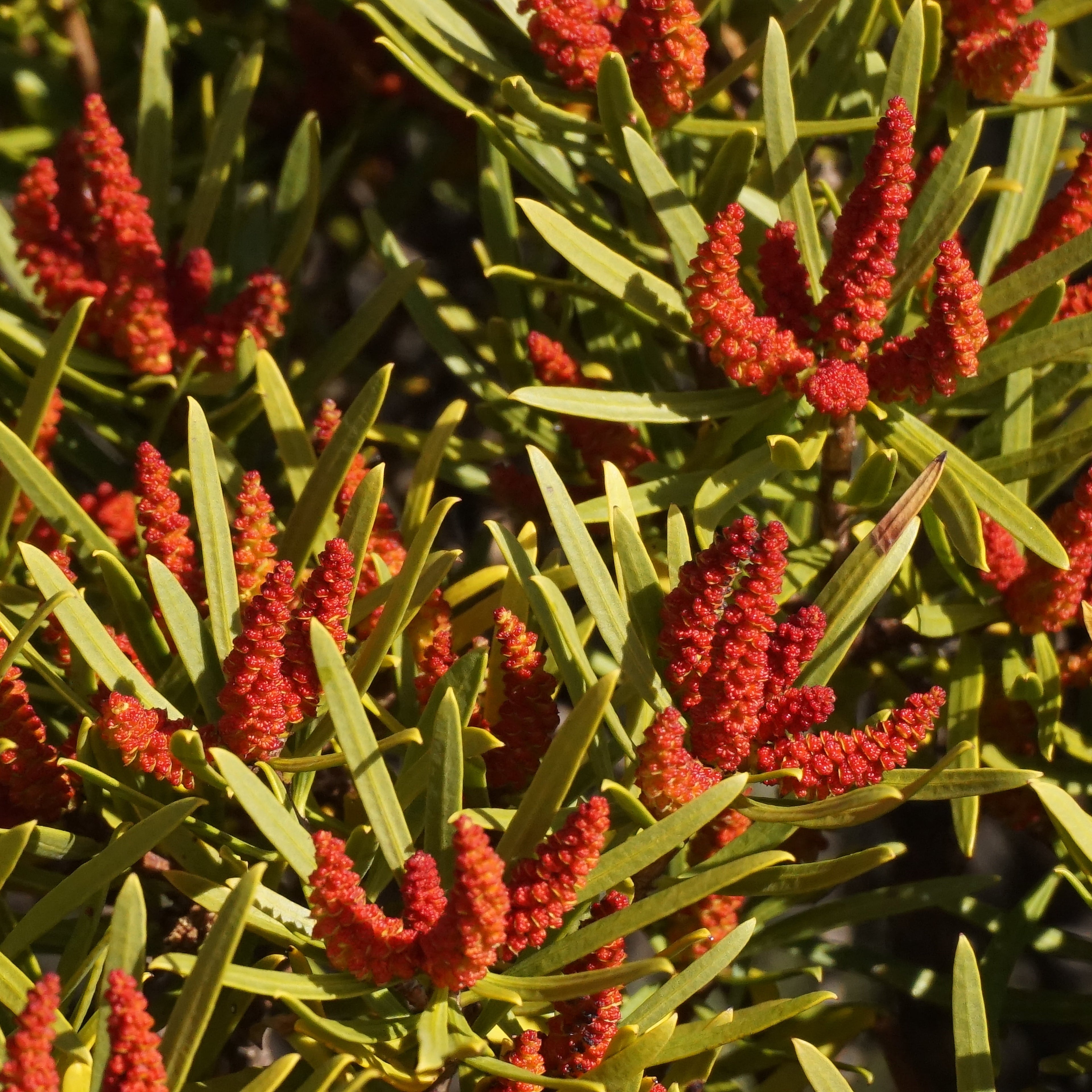 Colliguaja integerrima — Duraznillo