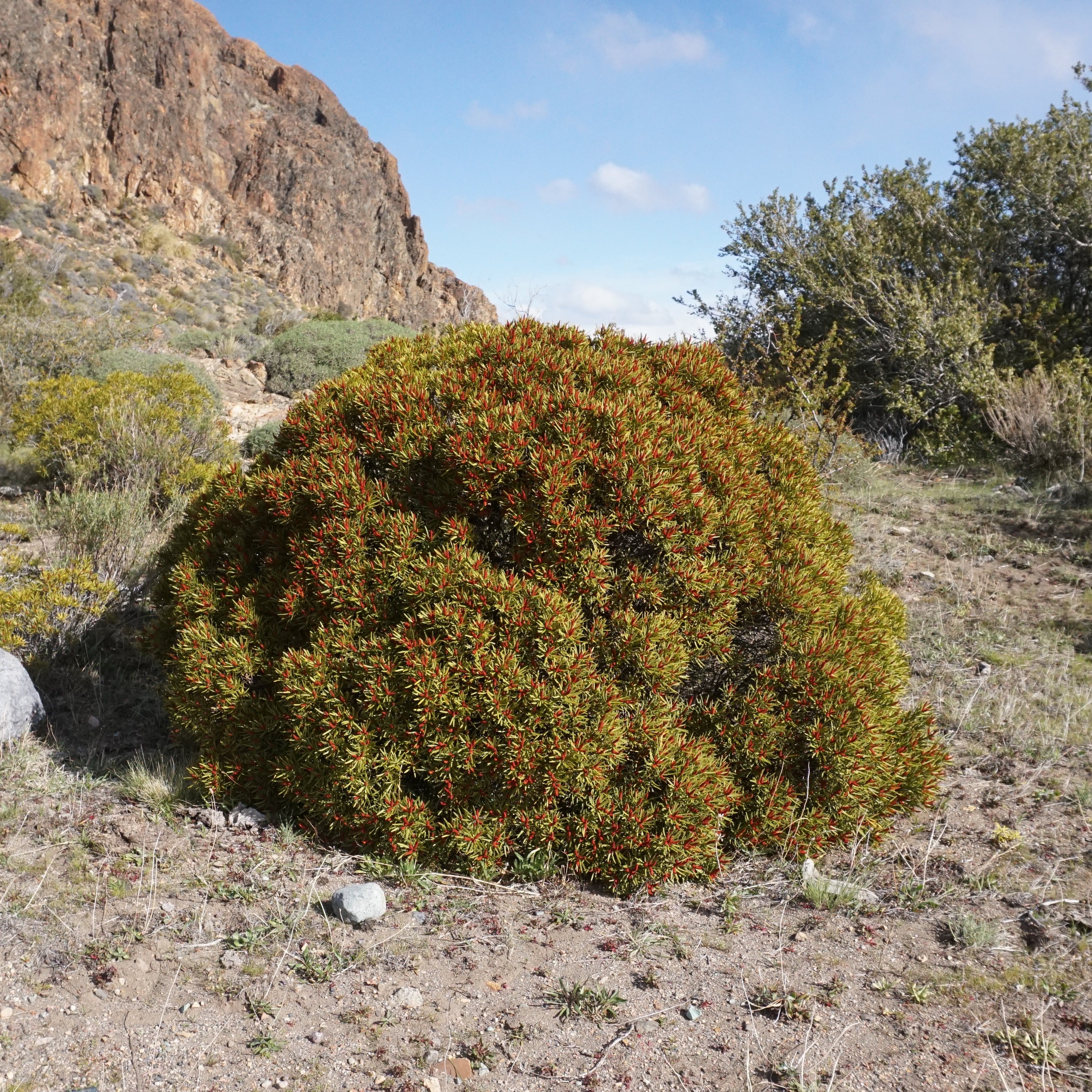 Colliguaja integerrima — Duraznillo