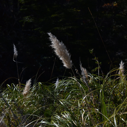 Cortaderia araucana — Cola de zorro