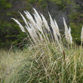 Cortaderia araucana — Cola de zorro
