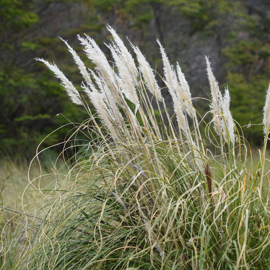 Cortaderia araucana — Cola de zorro