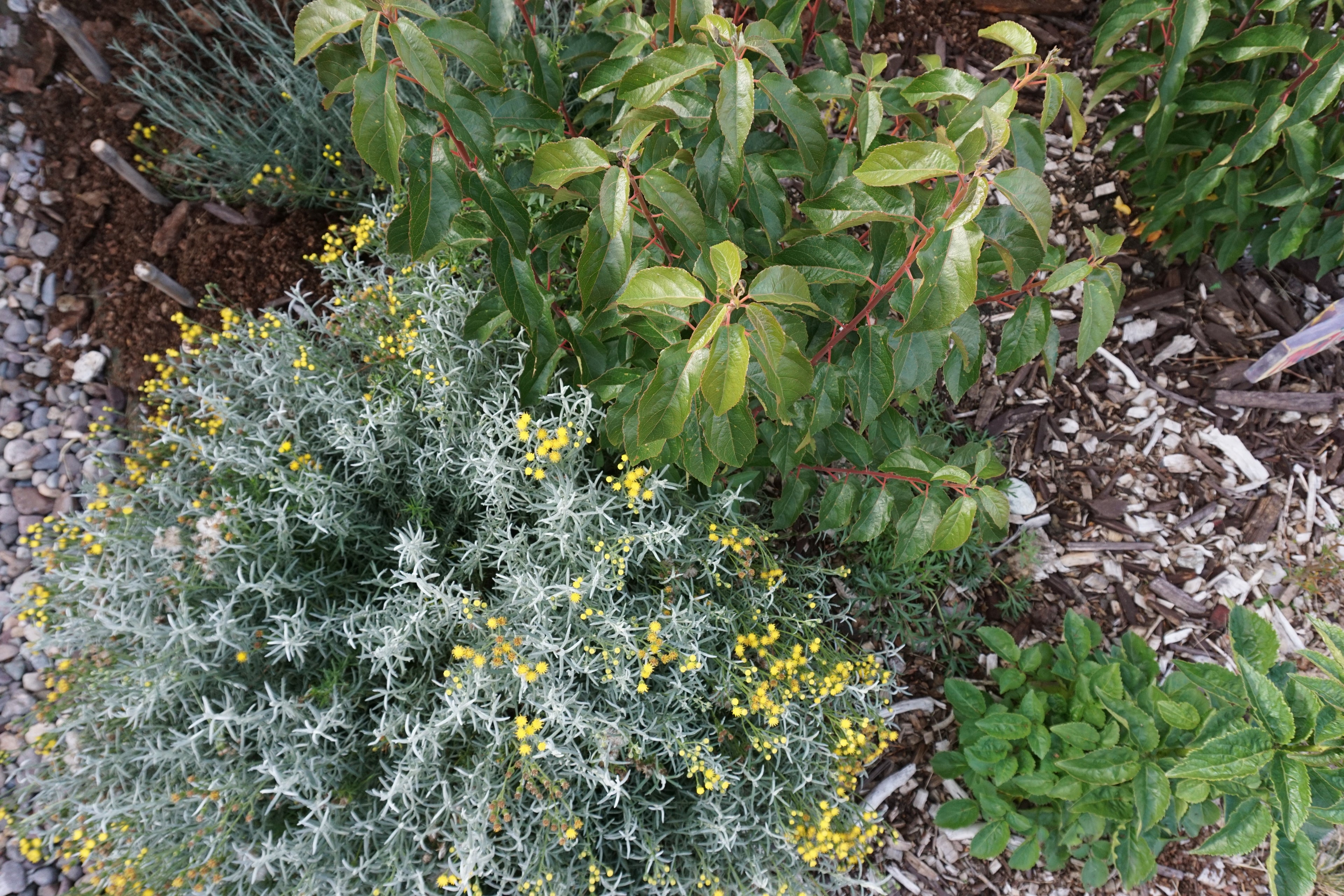 Bosque Miyawaki Jardín Infantil El Paraíso
