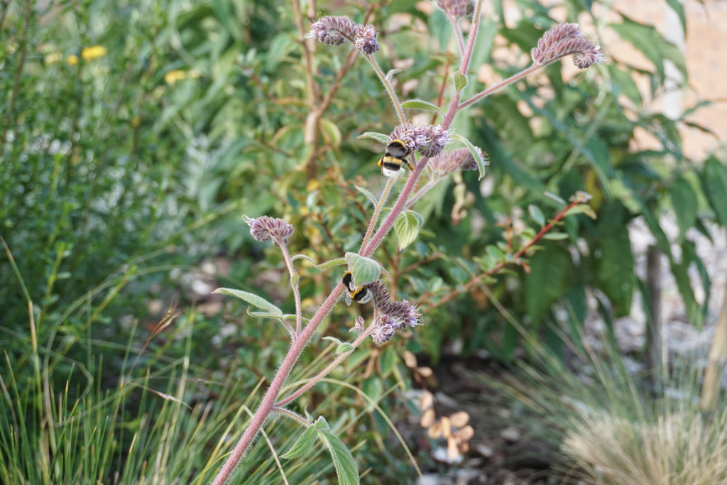 Bosque Miyawaki Jardín Infantil El Paraíso