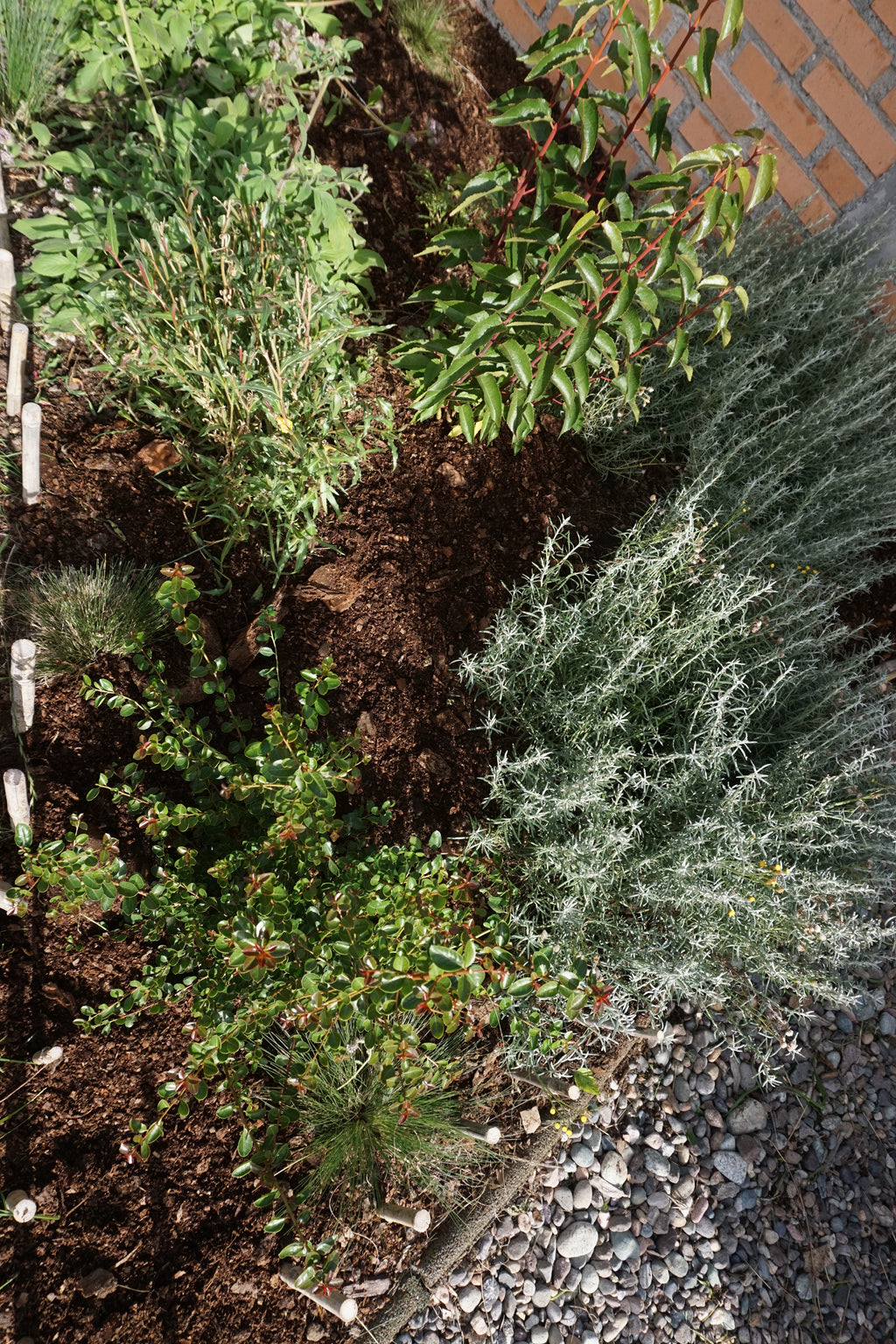 Bosque Miyawaki Jardín Infantil El Paraíso