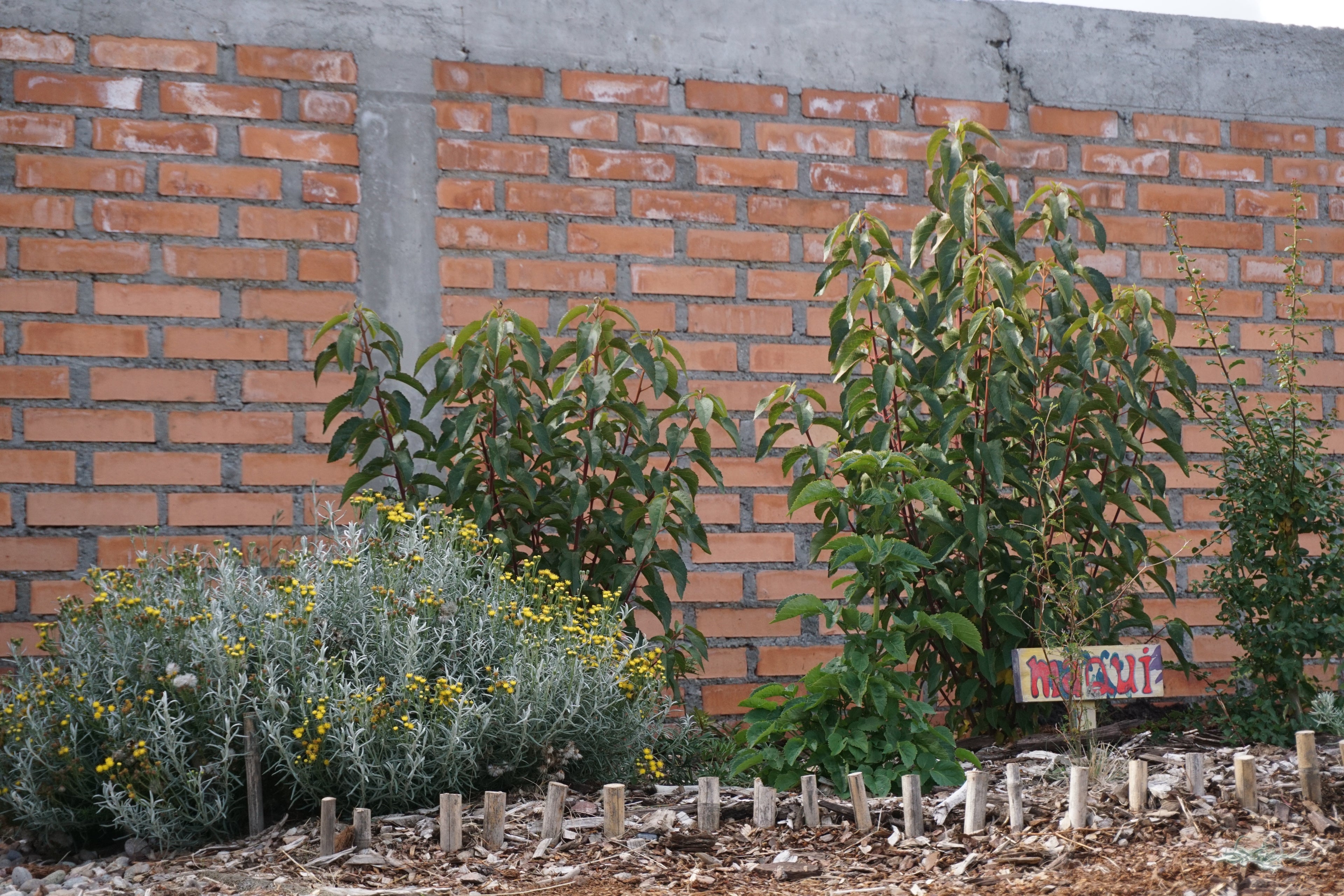 Bosque Miyawaki Jardín Infantil El Paraíso