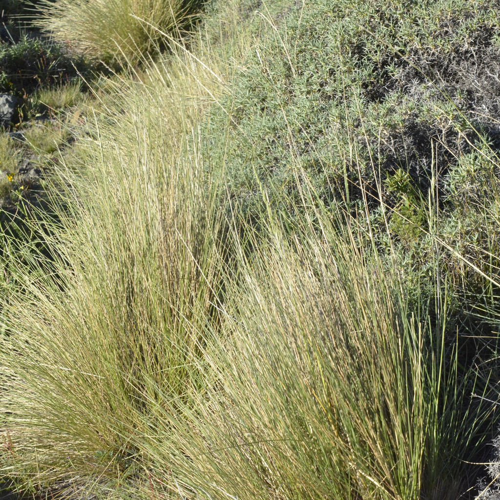 Festuca pallescens — Coirón blanco