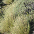 Festuca pallescens — Coirón blanco