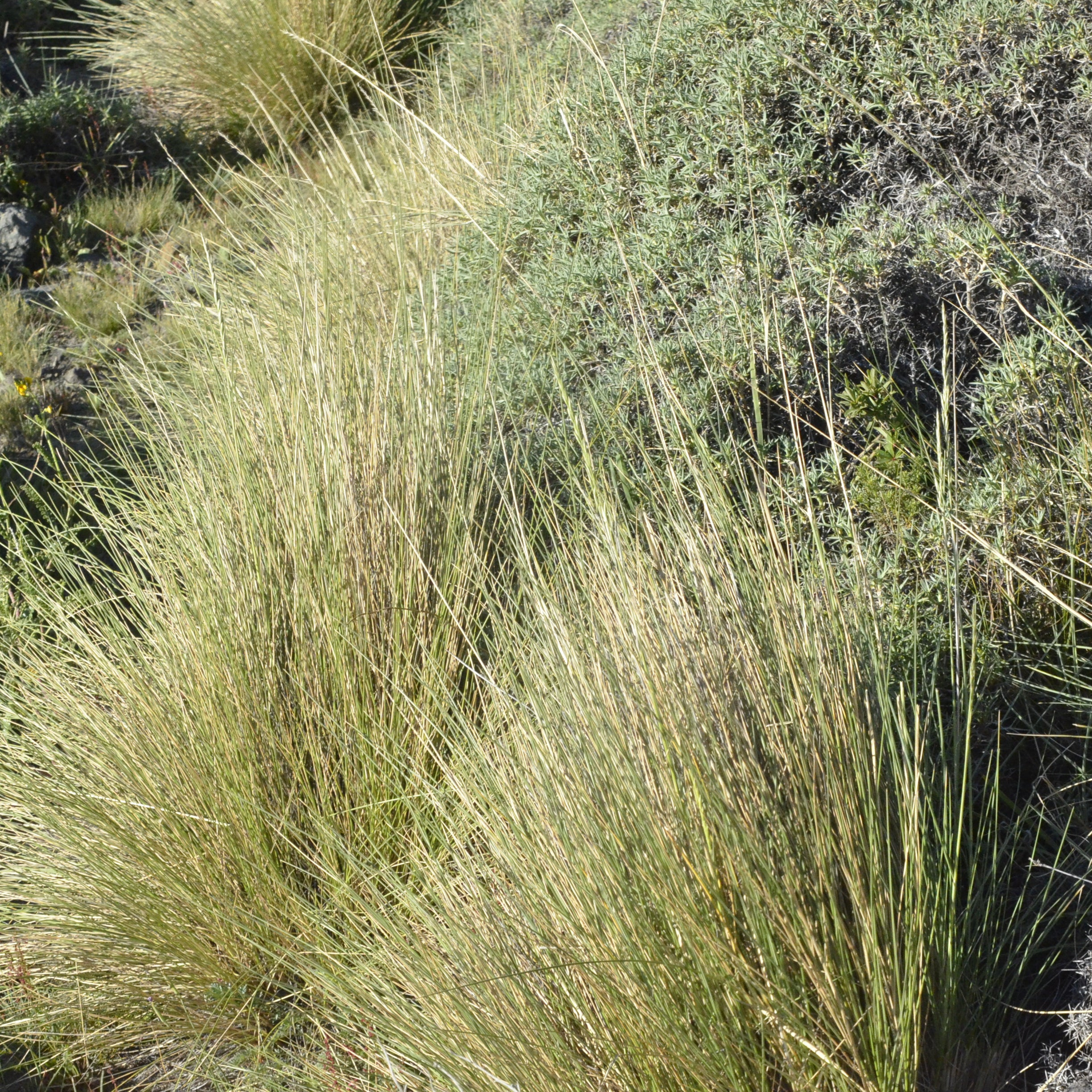 Festuca pallescens — Coirón blanco