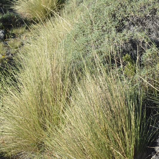 Festuca pallescens — Coirón blanco