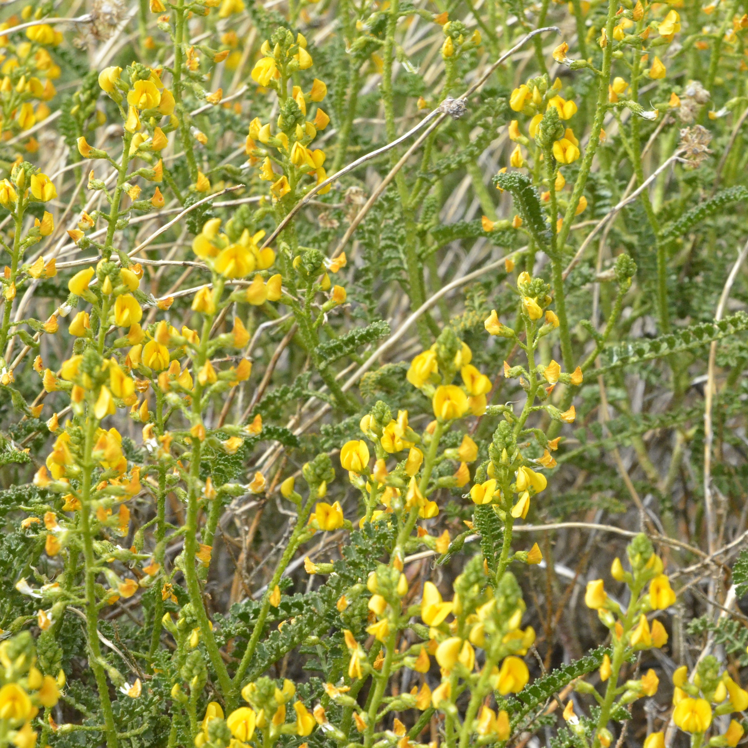 Adesmia boronioides — Paramela